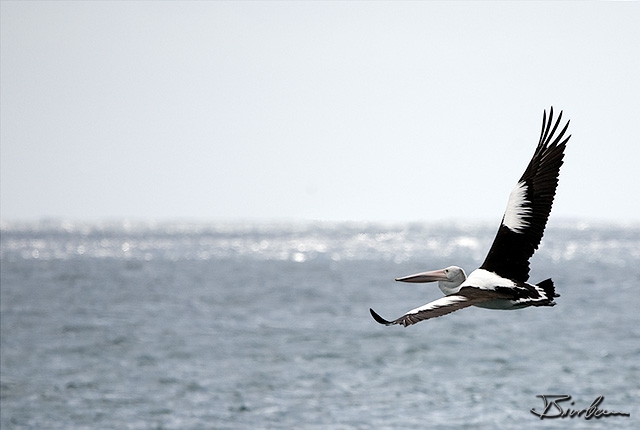 IMG_0273-Edit-2.jpg - Pelican