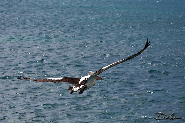 IMG_0358-Edit-Edit.jpg - Pelican