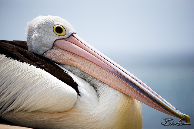 IMG_0396-Edit.jpg - Pelican