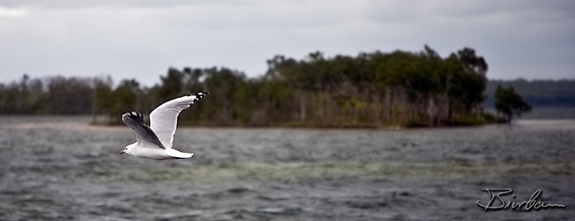 IMG_0729-Edit.jpg - Gull ...