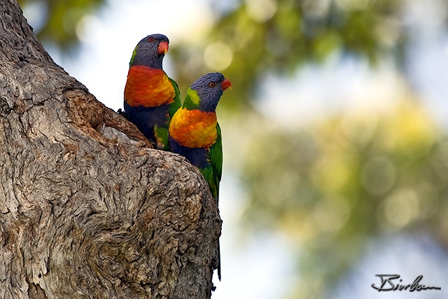 IMG_0749-Edit.jpg - Rainbow Lorikeet