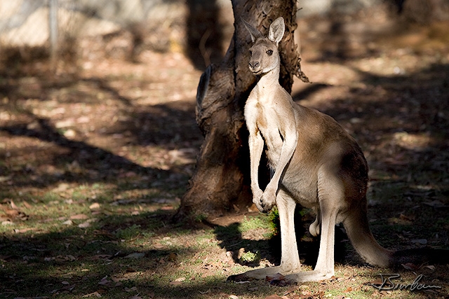 IMG_2185-Edit.jpg - Kangaroo