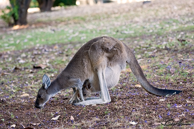 IMG_2213-Edit.jpg - Kangaroo with Joey