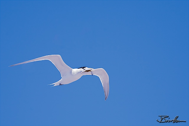IMG_2480-Edit.jpg - Tern with catch on penguin island south of perth