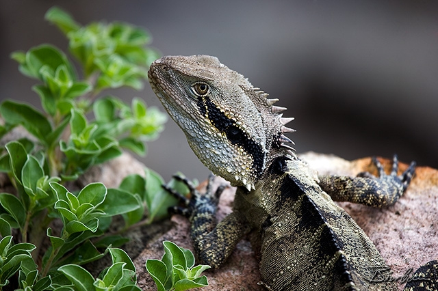 IMG_6992-Edit.jpg - Brisbane Water Dragon