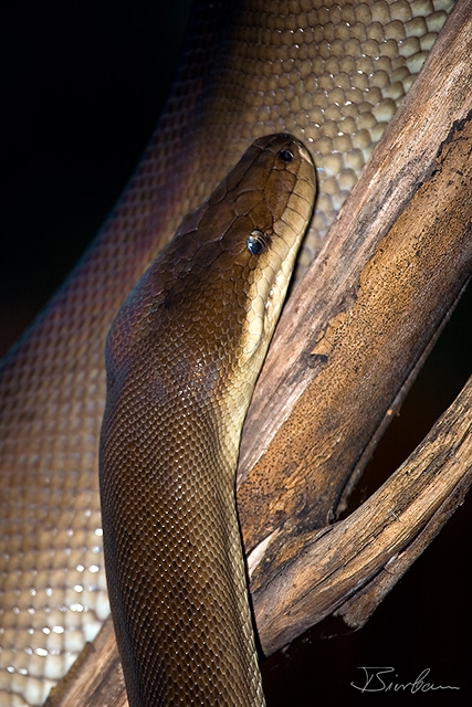 IMG_7564-Edit.jpg - Tree Python close to Brisbane (Sanctuary)