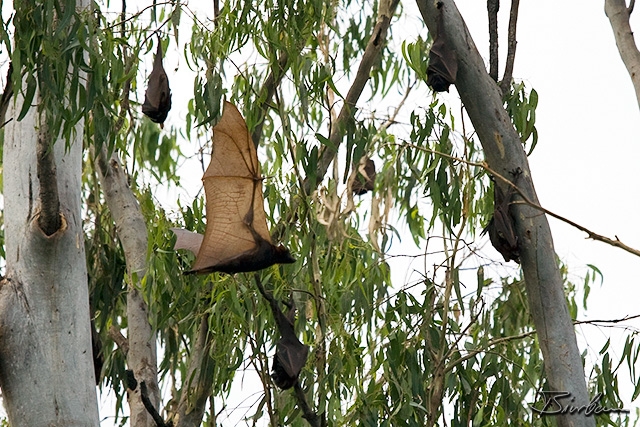 IMG_7917-Edit.jpg - Flying Foxes