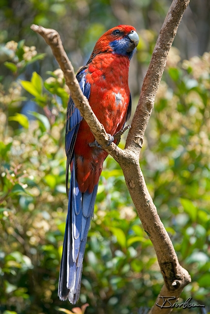 IMG_8022-Edit.jpg - Rosella