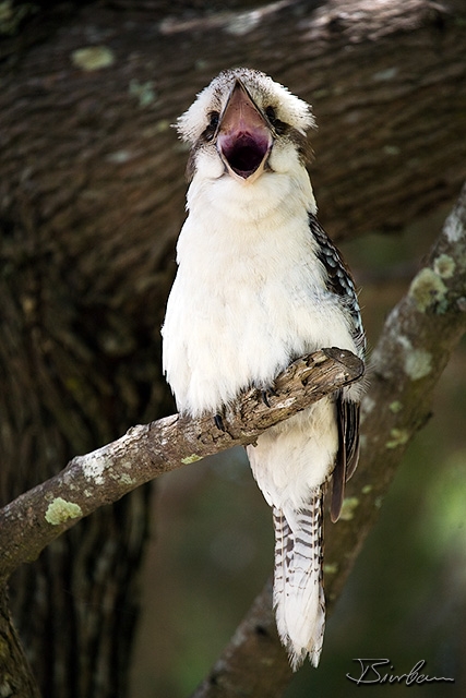 IMG_8240-Edit.jpg - Laughing Kookaburra