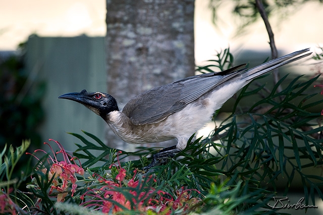 IMG_8297-Edit.jpg - Noisy Friarbird