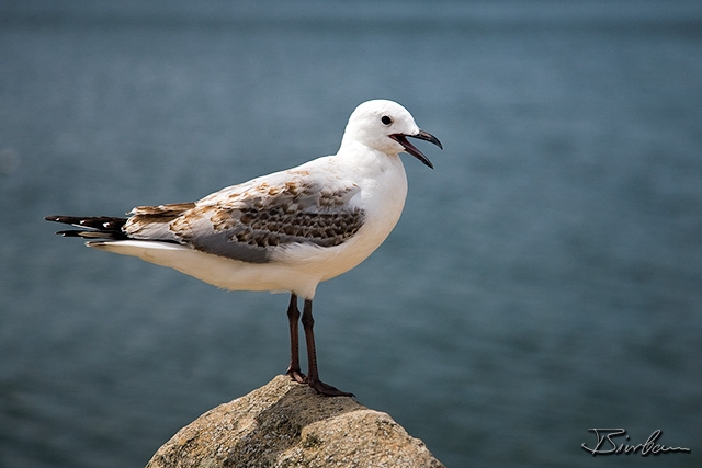 IMG_8392-Edit.jpg - Silver Gull