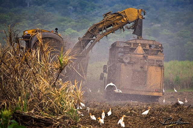 IMG_8460-Edit.jpg - Sugar cane harvest