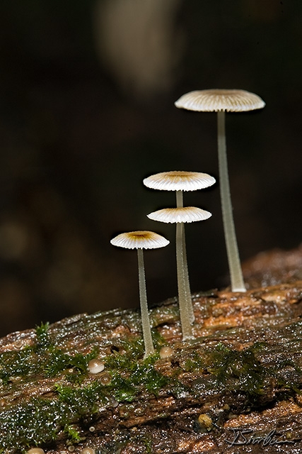 IMG_8589-Edit.jpg - ... need an umbrella?