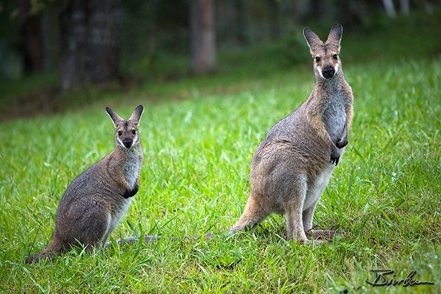 IMG_8918-Edit.jpg - Wallabies