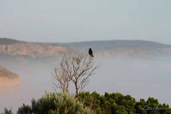 Landschaft1.jpg - 2003, Australia, Great Ocean Road
