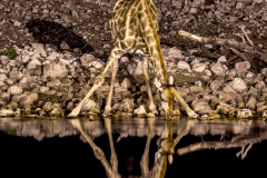 Spiegelung Giraffe